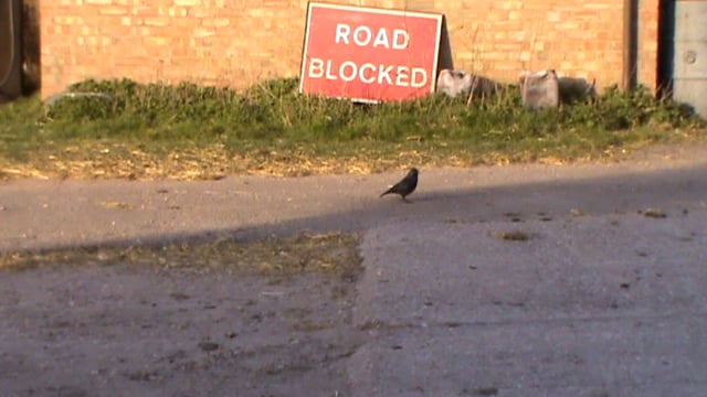 Corvid next to road block sign