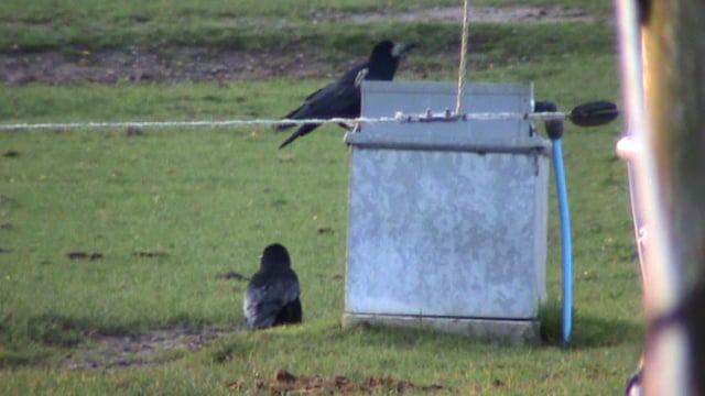 Corvids on metal trough
