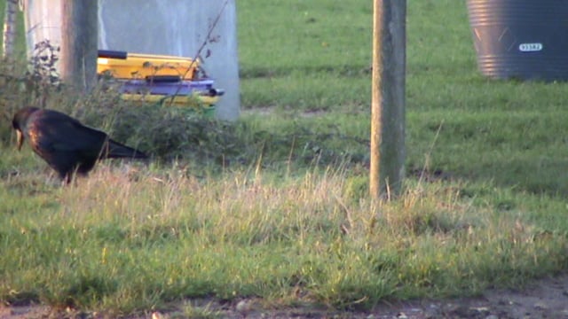 Corvids walking by plastic bowls and metal troughs