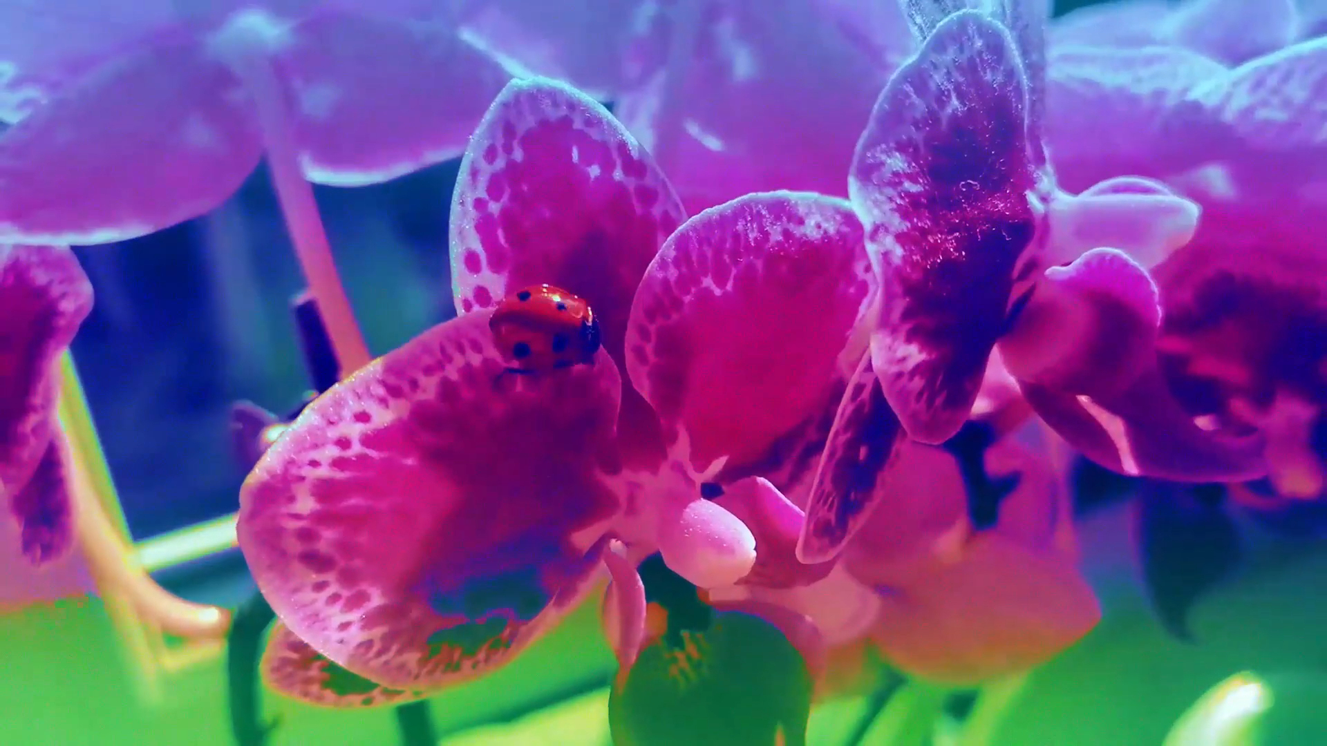 Darling I’m Waiting To Greet You. Video and illustration composite (2022).