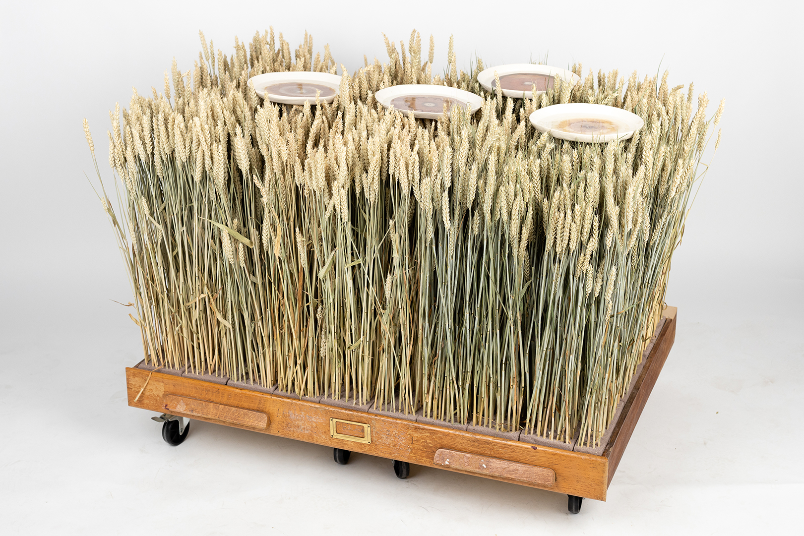 The security dilemma, 2022. Installation - printed ceramics, wheat stalks, wooden drawer, wheeled boards. 100 cm x 100 cm x 70 cm (installation view).