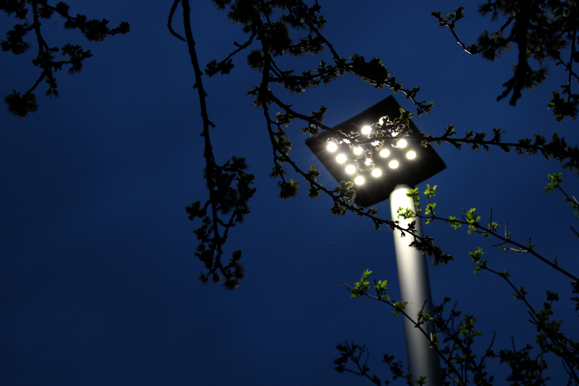 Street light illuminating leaves during Blue Hour